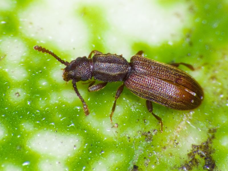 Oryzaephilus surinamensis (Linnaeus, 1758)